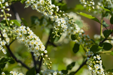 Young bird cherry