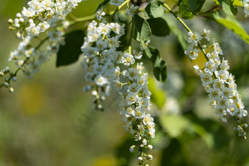 a bunch of bird cherry