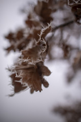 Eichenblatt mit Eiskristallen