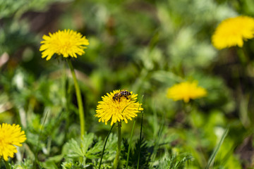 The bee pollinates the flower