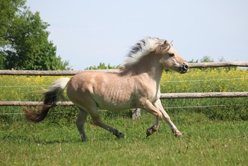 Fototapeta na wymiar beautiful fjord horse is running on a paddock in the sunshine