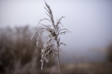 Seeufer im Nebel mit Schilf