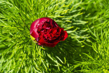 Flowering of the narrow-leaved peony