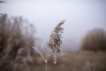 Seeufer im Nebel mit Schilf