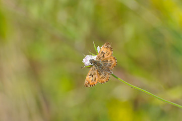 Skipper butterfly on flower. The Mallow Skipper - Carcharodus alceae
