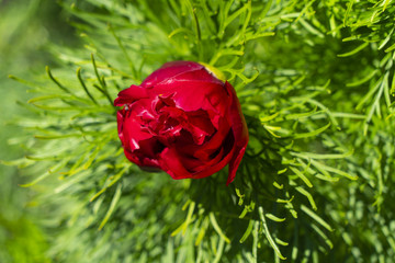 Peony angustifolia is beautiful