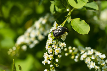 beetle Bronze weave nectar