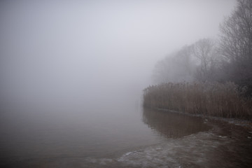 Seeufer mit Schilf und Bäumen im Nebel