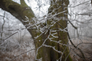 Baum mit Eiskristallen im Nebel