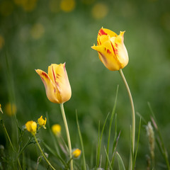 Tulips