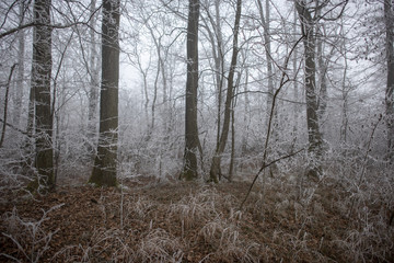 Wald im Nebel mit raureif