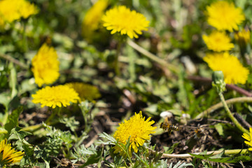 The bee flies to the flower