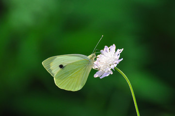 The large white,  cabbage butterfly on meadow. Big white butterfly (Pieris brassicae)  collecting...