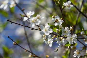 The bee pollinates the cherry