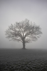 Baum im Nebel mit Sonne auf Feld im Winter