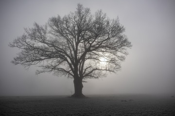 Baum im Nebel mit Sonne auf Feld im Winter
