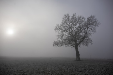 Baum im Winter im Nebel im Gegenlicht mit Sonne