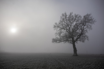 Obraz na płótnie Canvas Baum im Winter im Nebel im Gegenlicht mit Sonne