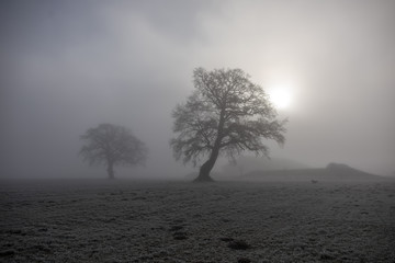 2 Bäume im Nebel