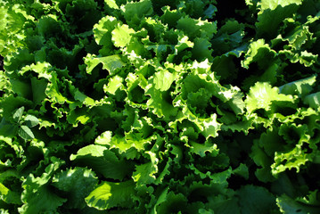 Lettuce plant growing in black earth, organic farming, row in the field, close up top view