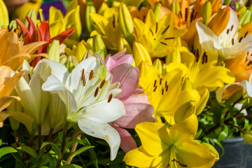Closeup of multicolored lilies