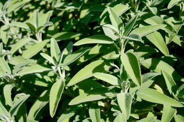 Green sage plant in the sun, close up