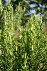 Fresh green rosemary plant, close up