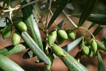Young small green olives growing on the branch of an olive tree