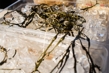 Cold ice briquets with algae in restaurant