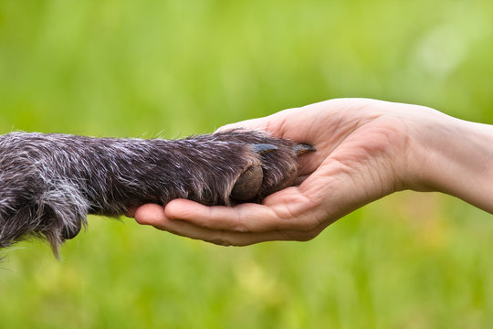 hand holding a paw of dog