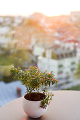 A pot with plant on the window background at the sunset