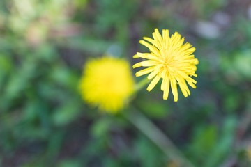 Dandelion flower close-up, focus of shallow depth of field, background