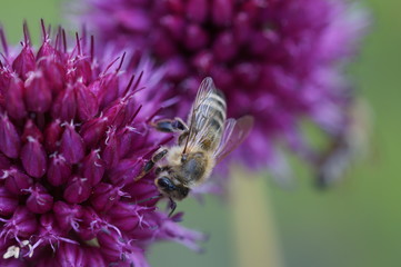 Biene auf Lila Grund
