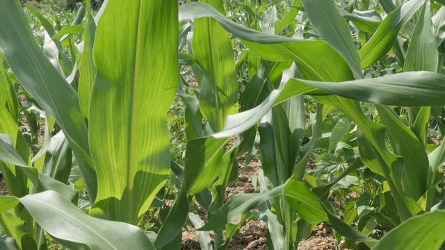 Young corn Zea mays field 4K video