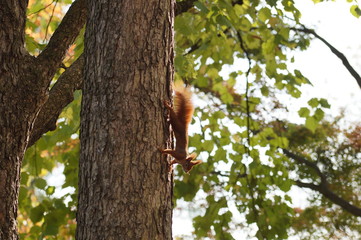 Eichhörnchen