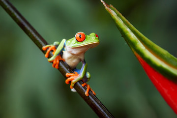 Agalychnis callidryas,tropical Red-eyed tree frog, non-toxic,colorful arboreal frog with red eyes and toes,vibrant green body and blue feets, sitting on diagonal twig against rainforest background - Powered by Adobe