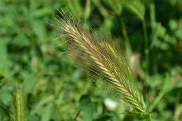  spikelets on the field