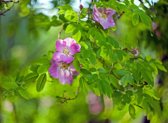 Hips (wild Rose) flowers with leaves on a blurred background and bokeh