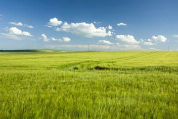 Fototapeta na wymiar Large barley field and wheel marks