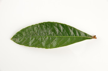 medlar leaf