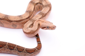 Boa constrictor imperator Fire