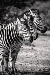 Fototapeta na wymiar Three Zebra in a row. Black & White Safari Animals