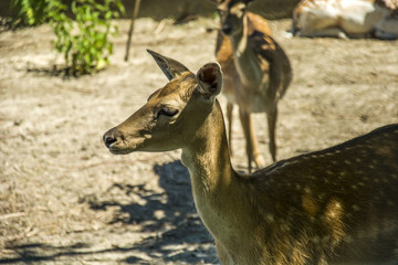 Vietnamese sika deer