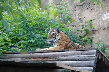 The tiger is lying on the tree and looking.
