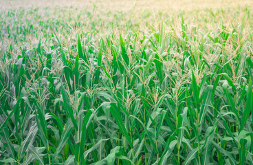 corn field