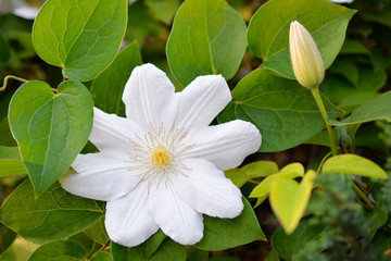 Flower of white clematis in the spring garden. Bush of white clematis.