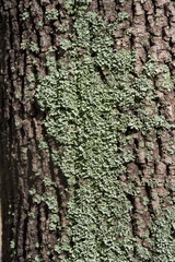 Texture of a brown bark of a tree with green moss and lichen, background