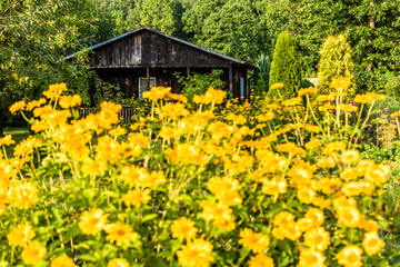 Summer house in the garden and flower hedge with yellow blooming flowers
