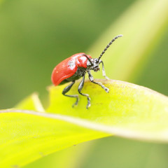 Bug on a grass. Beetle.