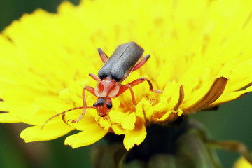 Bug on a grass. Beetle.